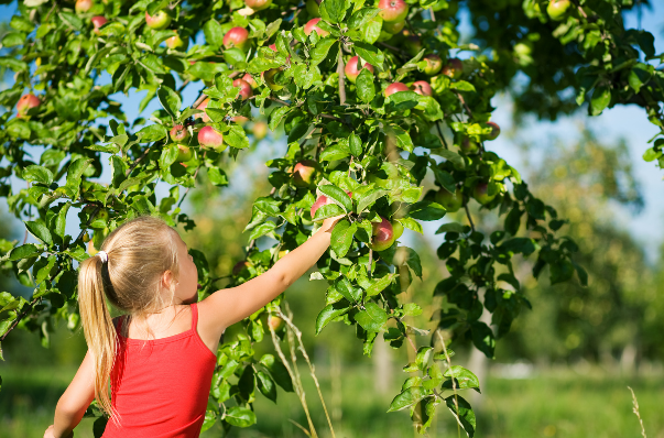 Child reaching high to pick apple from tree.